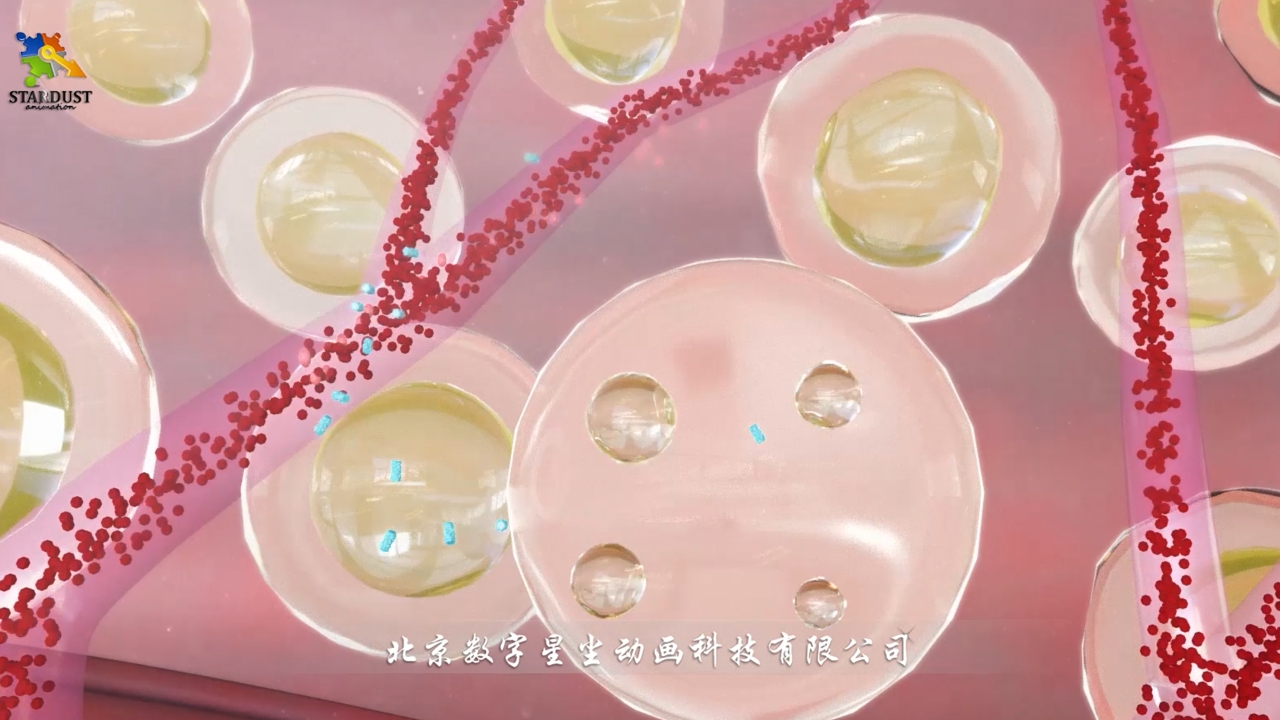 脂肪酸从脂肪细胞内分解三维动画